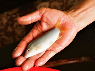 Nghề nuôi cá heo đuôi đỏ phất lên như diều tại An Giang