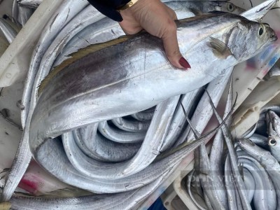 Nghệ An: Khai xuân, một tàu cá về bờ chở đầy ắp loại cá 