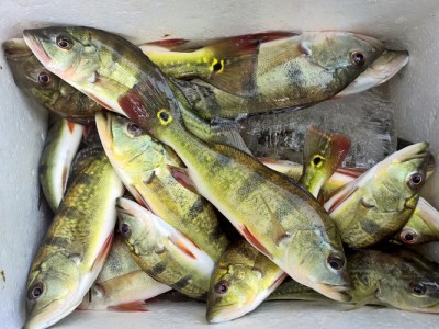 Cá hoàng đế xuất xứ từ đâu, ở Việt Nam từng có 2 hồ thủy điện có loài cá 