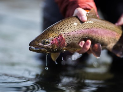 Ngành nuôi cá hồi tại Việt Nam: Phát triển đề đáp ứng nhu cầu