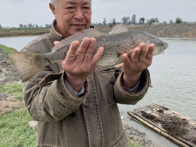 Nuôi hàng tấn cá Hồng Mỹ, nông dân Thanh Hóa bán 90.000-100.000 đồng/kg