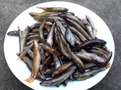 Cá khe có phải là một loài cá, vì sao thiên hạ đến nơi đây của Quảng Ninh lại ham ăn cá suối vùi tro?