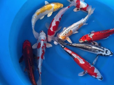 5 con cá Koi đắt nhất thế giới: Con cá Koi nào xứng danh 