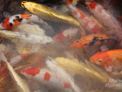 Thuần hóa cá Koi trên sông Hồng