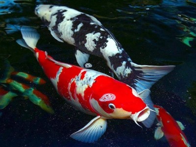 Kỹ thuật nuôi cá koi đạt hiệu quả cao