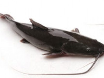 Phòng bệnh trên cá lăng