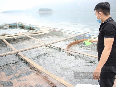 Giá cá lăng tăng đột biến 100.000 đồng/kg