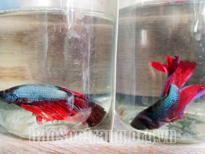 Lội đồng ở Sóc Trăng vớt cá thia lia đem về cho đá mà không con nào bị thương