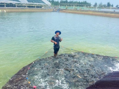 Một Nông dân Việt Nam xuất sắc ở Quảng Bình nuôi cá lóc, kéo mẻ lưới lên cả làng trầm trồ, thu tiền tỷ