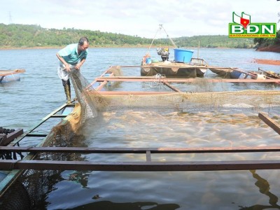 Dưới ao, trên hồ ở Đắk Nông cá trắm cỏ, cá diêu hồng đếm không xuể, vựa thu gom nói câu bất ngờ