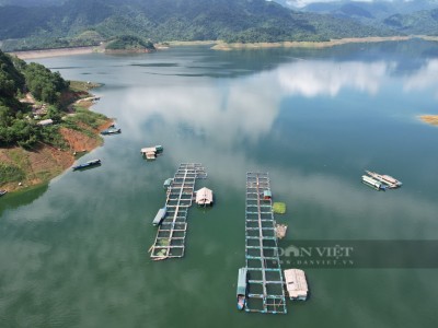 Nuôi cá lồng trên lòng hồ thuỷ điện lớn nhất Thanh Hóa, nhà nào nuôi đều khá giàu hẳn