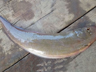 Các yếu tố ảnh hưởng thủy phân protein từ phụ phẩm cá lưỡi trâu