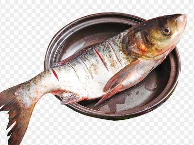 Loài cá bình dân hay ăn rau xanh lại là vị thuốc giúp bổ gan, sáng mắt, tăng cường sức khỏe phái mạnh