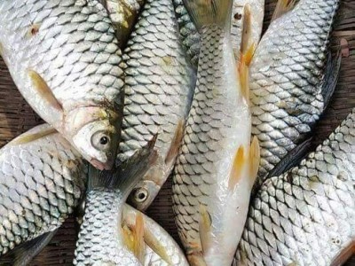 Thứ cá vô số xương hom hóa ra là đặc sản sông Tiền, ăn một khen mười, lại còn 