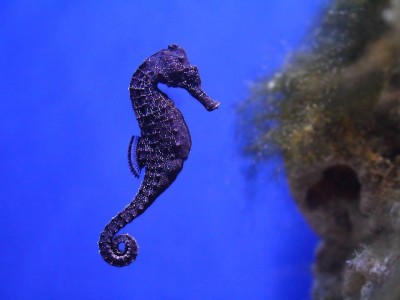 Cần bảo tồn loài cá có nguy cơ tuyệt chủng tại Phú Quốc