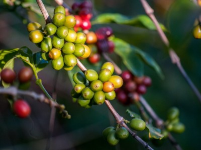 Giá cà phê 8/8: Giá cà phê bất ngờ đảo chiều tăng vọt vì lý do này