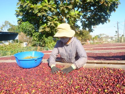 Xuất hiện thông tin sản lượng tồn kho toàn cầu giảm, giá cà phê lập tức tăng mạnh