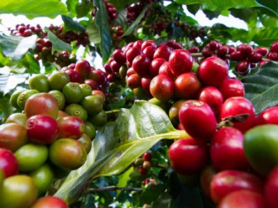 Giá xuất khẩu cà phê lên mức cao nhất trong gần 4 năm