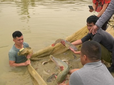 Nuôi loài cá đặc sản nhìn như cá nheo, ông nông dân Lào Cai kéo lưới lên bắt toàn con to, bán đắt tiền