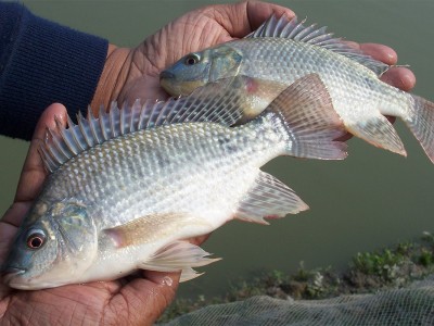 Ứng dụng men bánh mì vào nuôi trồng thủy sản