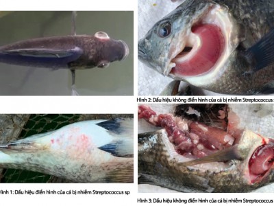 Giải pháp phòng bệnh cho cá rô phi mùa nắng nóng