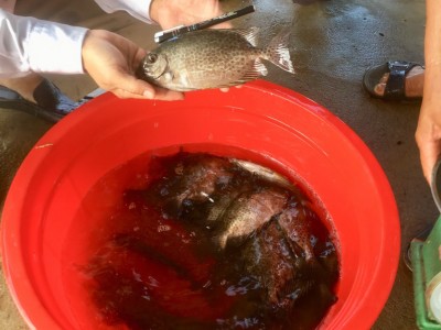 Nuôi cá dìa đặc sản trong ao nuôi tôm kém hiệu quả, nông dân Quảng Trị lãi hàng chục triệu/vụ