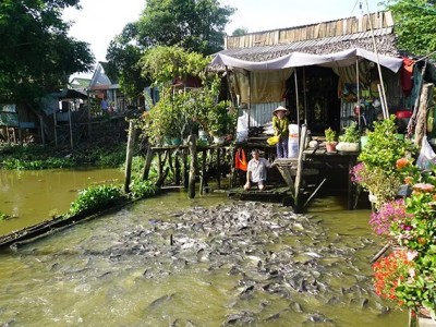 Đàn cá sông đông đúc chưa từng thấy được vợ chồng ông nông dân ở Đồng Tháp chăm bẵm như trẻ thơ