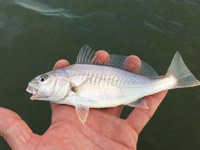 Nghiên cứu tính ăn và phổ thức ăn của cá sửu