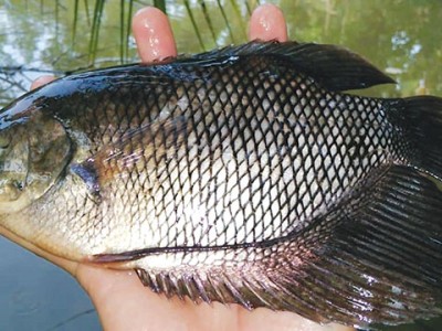 Biện pháp phòng ngừa bệnh thích bào tử trùng trên cá tai tượng