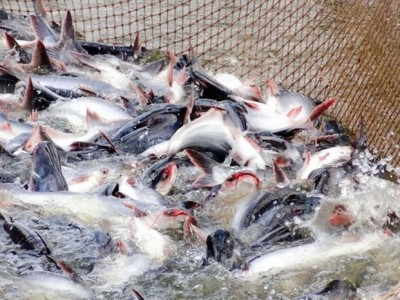 Pepsin cải thiện tốc độ tăng trưởng và chất lượng nước ao nuôi cá tra