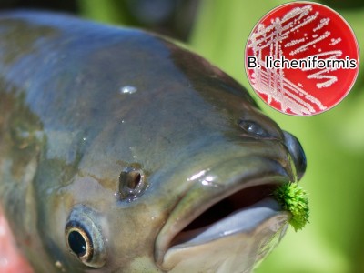 Vi khuẩn nội sinh Bacillus licheniformis giúp tăng cường miễn dịch trên cá trắm cỏ