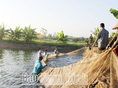 Nuôi thủy sản nội đồng ở Nam Định, có những ao cá trắm đen to, nông dân lãi từ 150-200 triệu/ha