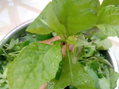 Loại rau vị thơm, tên là cải mà ngọt lạ, xưa ăn chống đói nay là món 