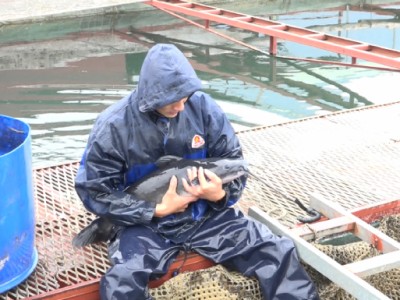 Hợp tác làm giàu trên lòng hồ thủy điện