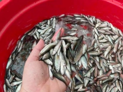 Cá linh non đầu mùa nước nổi miền Tây bán ngót 300.000 vẫn hút hàng