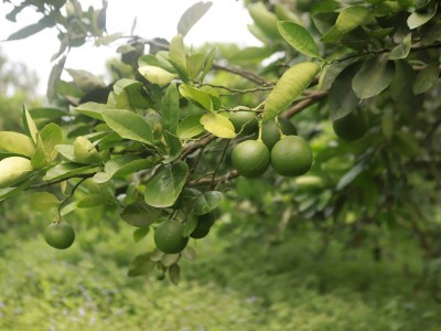 Tâm tư, kiến nghị gửi Thủ tướng: Chủ vườn cam đặc sản mong sớm có sân bay, đường về Hà Nội ngắn lại