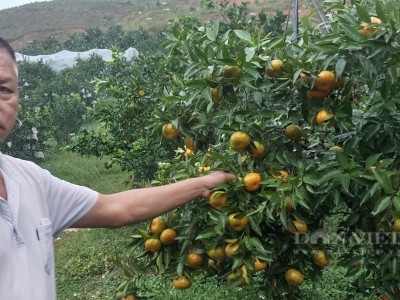 Trồng cam mắc màn khiến sâu bọ 