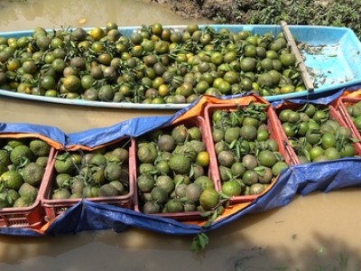 Giá cam sành Vĩnh Long giảm sâu, Hội Nông dân vào cuộc hỗ trợ nông dân tiêu thụ nông sản
