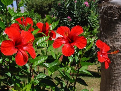 Cây cảnh trồng làm hàng rào tưởng không ăn được, đem nấu canh thành ngay món đặc sản