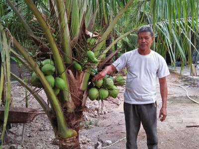 Trồng dừa giống gì mà cây thấp tè đã ra trái quá trời, ông nông dân tỉnh Bình Định hái bán quanh năm
