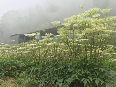 Trồng cây dược liệu là mô hình giúp nông dân Kỳ Sơn ở Nghệ An giảm nghèo, vươn lên khá giả