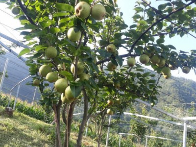 Triển vọng giống lê VH6 cho miền núi phía Bắc