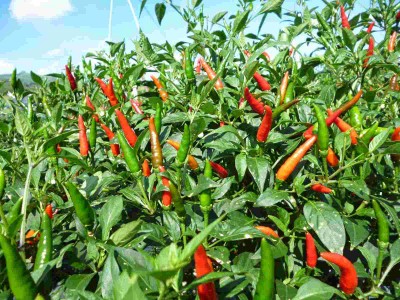 Loại rau mọc đầy vườn mà không ai hái, chẳng chăm mà vẫn tốt um được mệnh danh là 