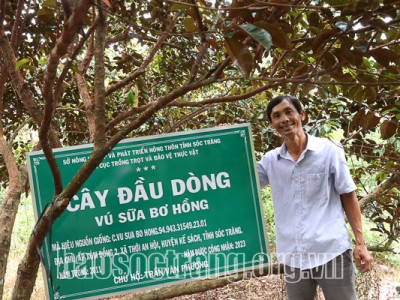 Ăn thử quả vú sữa dẻo ngọt như thạch, ông nông dân Sóc Trăng xin về trồng, giờ có vườn cây tiền tỷ