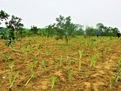 Xạ can là cây gì, công dụng như thế nào mà dân nơi này ở Hà Tĩnh sau 2 năm trồng xen thu 20 triệu/sào?