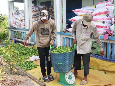 Loại quả này ở Long An, nhìn thấy là tứa nước miếng, sao bỗng bán chạy, hễ hái thương lái 