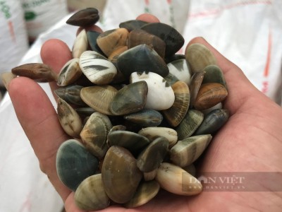 Chem chép là con gì mà dân Cửa Lò ở Nghệ An ra biển bắt nhiều vô kể, kiếm tiền triệu mỗi ngày?