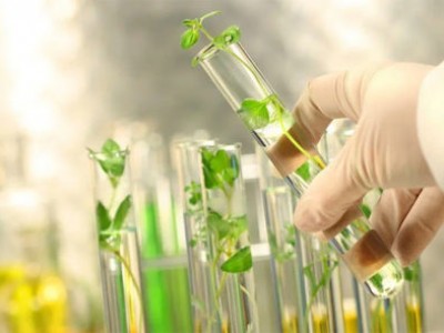 Tăng đề kháng và hiệu suất nuôi cá bằng chiết xuất thực vật