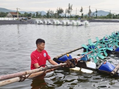 Chủ động ứng phó dịch bệnh ở tôm nuôi
