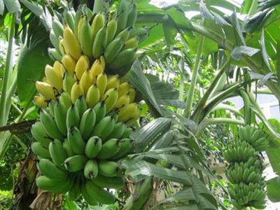 Đây là giống chuối đặc sản gì mà nông dân Hậu Giang trồng 10 cây đẹp cả 10, cho thu nhập cao?